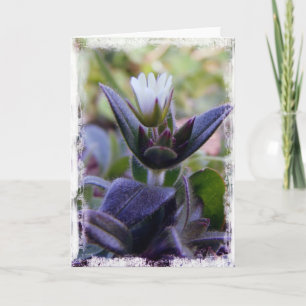 Carte Floraison