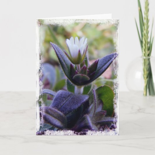 Carte Floraison (Devant)