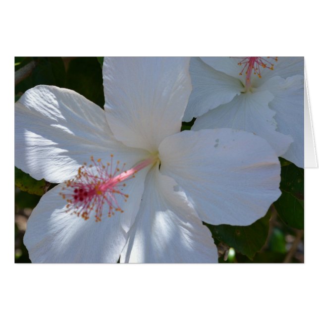 Carte Floral Fragrance Note (Devant Horizontal)