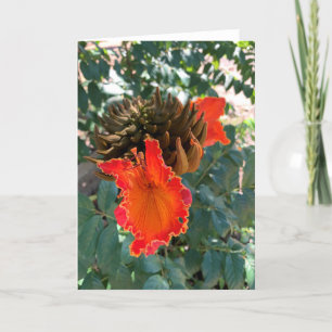 Carte Floral orange, blanc Hawaï