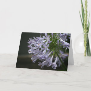 Carte florale d'Agapanthus bleu de Pourpre-Lilas
