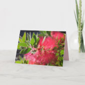 Carte florale de fleur australienne Red Bottlebrus (Devant)