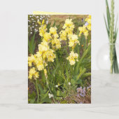 Carte florale de fleur de chats et d'Iris jaunes (Dos)