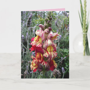 Carte florale de muflier rouge rayé de jardin de c