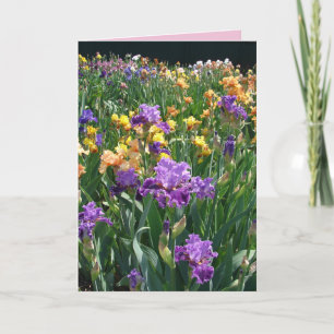 Carte florale Iris Cottage Garden Iris Violet Iris