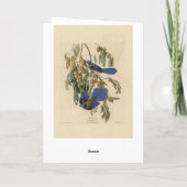 Carte Florida Jay (Scrub-Jay) Audubon's Birds of America (Dos)
