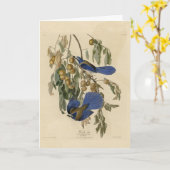Carte Florida Jay (Scrub-Jay) Audubon's Birds of America (Fleur jaune)
