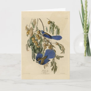 Carte Florida Jay (Scrub-Jay) Audubon's Birds of America