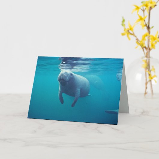 Carte Florida Manatee (Fleur jaune)