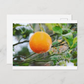 Carte Florida Orange Post (Devant / Derrière)