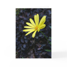 Flower at the Festival Notecards