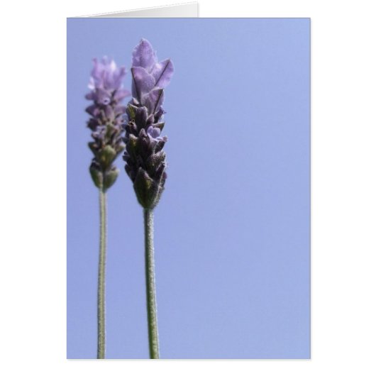 Carte Flower Lavender Simple (Devant)