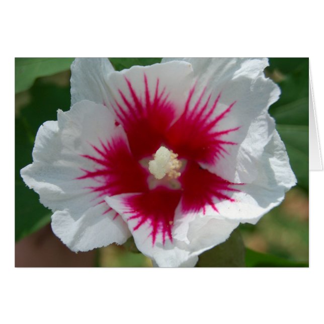 Carte Flower Starburst (Devant horizontal)