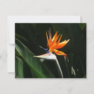 Carte Flower tropical orange paradise