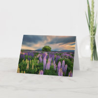 Flowers (homonymie) | Lupine Field à New Zealand