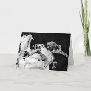 Carte "Fly Away Home" - Le dernier vol de la mouette mor