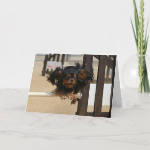 Carte Flying Maia black & Tan Cavalier King Charles
