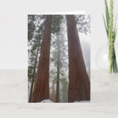 Carte Foggy Morning & Spring Snow Under Giant Sequoia (Devant)