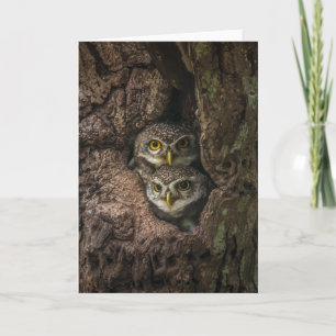 Carte Forest   Deux Owls Looking