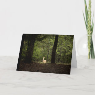 Carte Forests A White Tailed Deer in the Woods