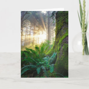 Carte Forêt côtière du Pacifique, Oregon