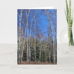 Carte Forêt de bouleaux au printemps, péninsule Supérieu