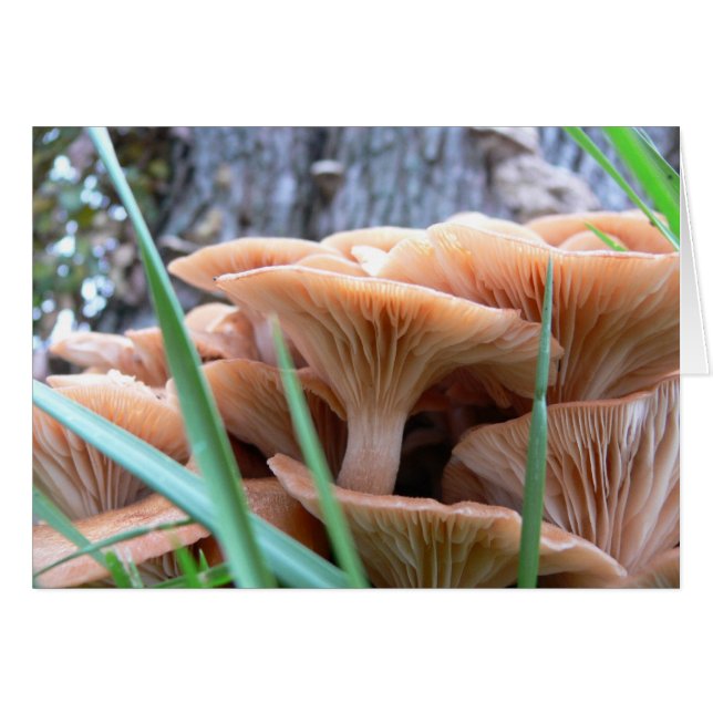 Carte Forêt de champignons (Devant horizontal)