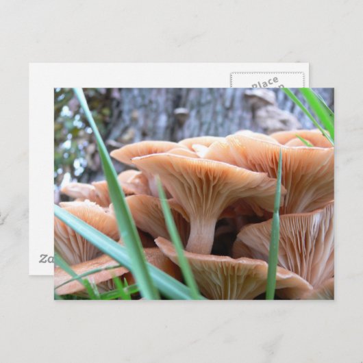 Carte Forêt de champignons (Devant / Derrière)