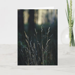 Carte Forêt Silencieuse, Sympathie