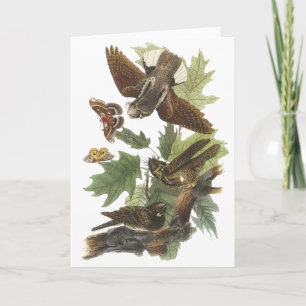 Carte Fouet-pauvre-, John Audubon