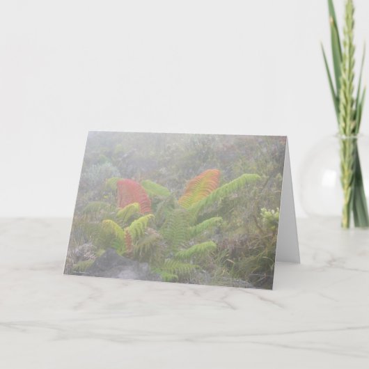 Carte Fougères dans la brume - Haleakala, Maui (Devant)