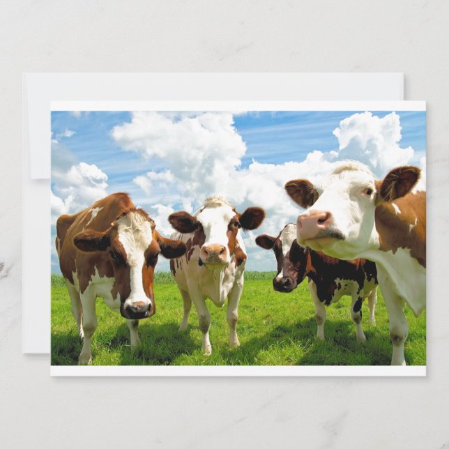 Carte Four chatting cows (Devant)