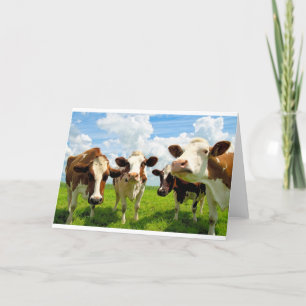 Carte Four chatting cows