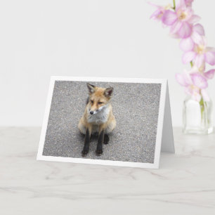 Carte Fox Cub sur Street Portrait