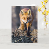 Carte Fox furtif (Fleur jaune)