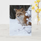 Carte Fox rouge dans la neige (Fleur jaune)