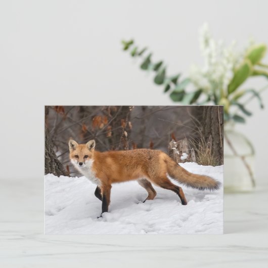 Carte Fox Sur Neige (Debout devant)