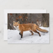 Carte Fox Sur Neige (Devant)