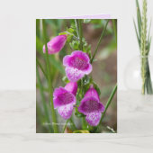 Carte Foxglove (Devant)