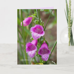 Carte Foxglove