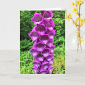 Carte Foxglove Flowers, Oregon (Fleur jaune)