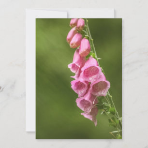 Carte Foxglove rose Blossom Nature Photo
