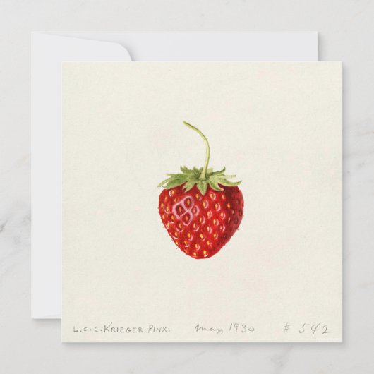 Carte Fraise rouge mûre (par Louis C.C. Krieger) (Devant)