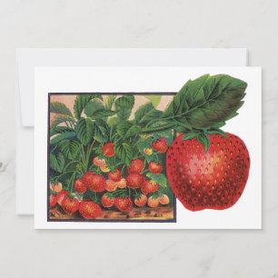 Carte Fraises anciennes, plants de fraises dans une ferm