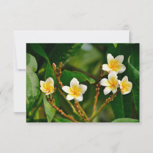 Carte Frangipani jaune