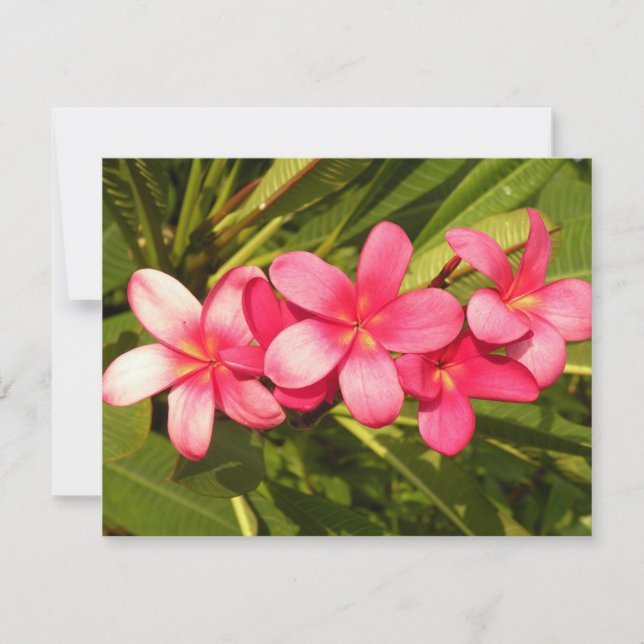 Carte Frangipanier (Devant)