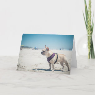 Carte French Bulldog On Beach