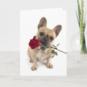 Carte Frenchie Valentine – Un grand amour dans un petit