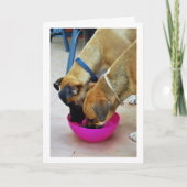 Carte Frère et sœur buvant ensemble, portrait de chien (Devant)