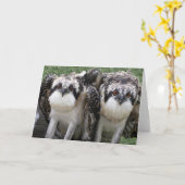 Carte Frères de balbuzard (Fleur jaune)